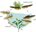 Newt life cycle. Sequence of stages of development of crested newt from egg to adult animal